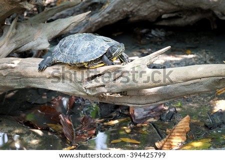 River turtle standing on the log - Soft focus