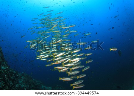 School of fish: Two-Spot Snappers