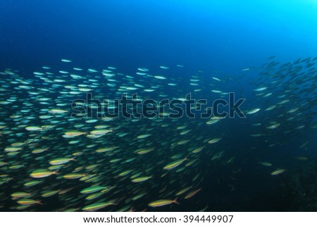 Sardines underwater in ocean