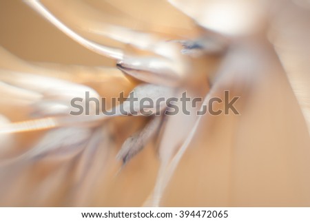 Abstract picture of wheat ear