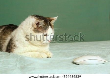 cat chasing computer mouse