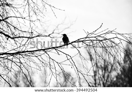 bird on branch silhouette