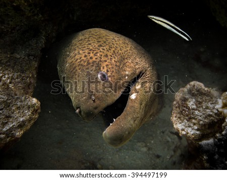 Giant Moray eel and a cleaning wrasse fish