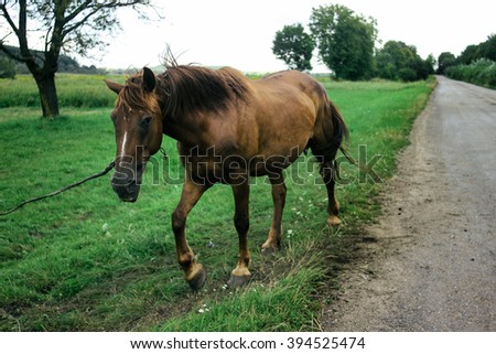 beautiful brown horse walking and grazing in a field near a road, summer in country side