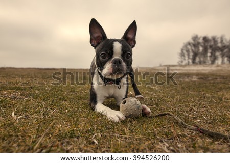 Boston terrier lies on grass with a toy/Boston terrier puppy