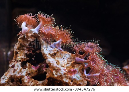 Anemone actiniaria underwater looks like a flower. 