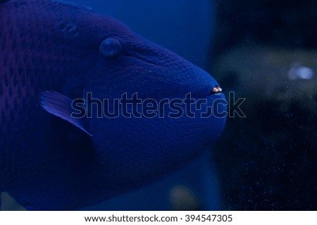 Blue triggerfish deep underwater.