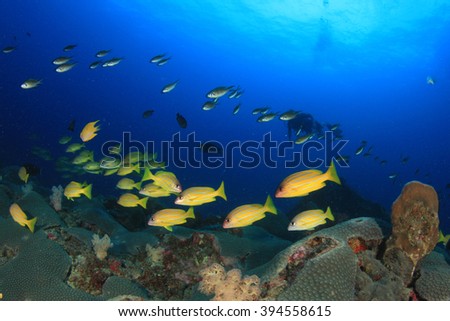 Scuba diver exploring coral reef with fish