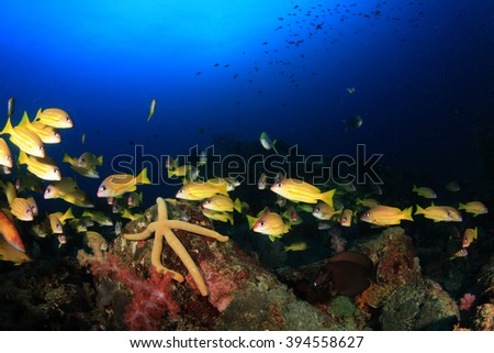Coral reef and tropical fish underwater in sea