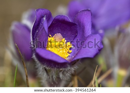 Picture of european pasqueflower, in latin Pulsatilla pratensis subsp. bohemika in bloom. Very rare and protected sprig flower in czech republic, growing on meadows. One of the first spring flowers.