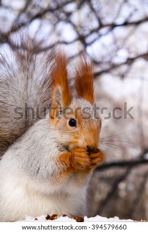 squirrel eating nut on the tree