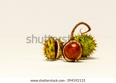 Close Up Chestnuts in nutshell isolated on white background