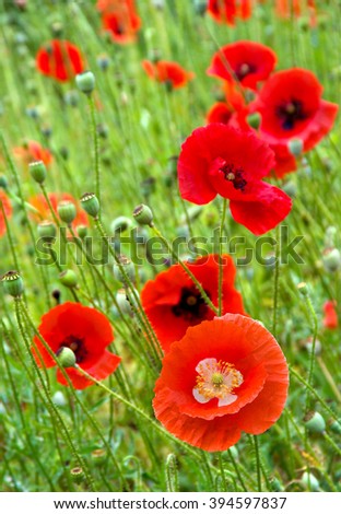 Red poppies (common names: common poppy, corn poppy, corn rose, field poppy, Flanders poppy, red poppy, red weed, coquelicot) blooming on field.
