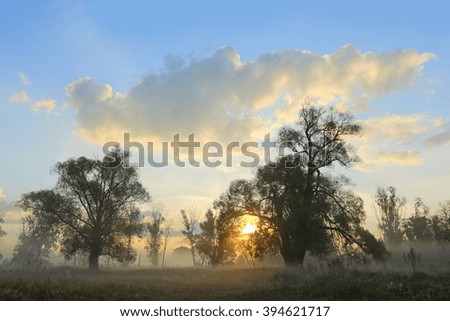autumn landscape dawn in an oak grove misty morning