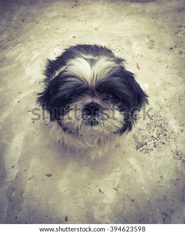 Cut Black and White Shih Tzu Dog, Standing on a Concrete Floor, Looking at a Camera. Autumn Effect Photoshop Filter.
