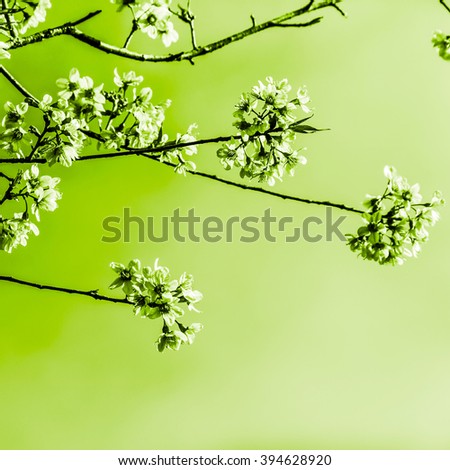 Art of flower with pastel soft color blur for background.1:1