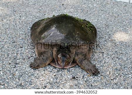 Snapping turtle standing on the road at Myakka river state park in Florida, USA