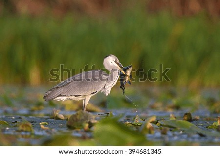 Grey Heron (Ardea cinerea) with prey