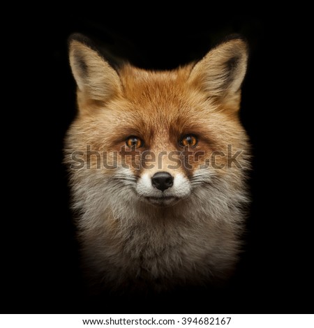 red fox face isolated on black background