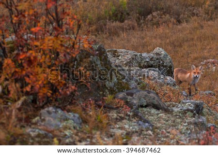 Red fox in taiga