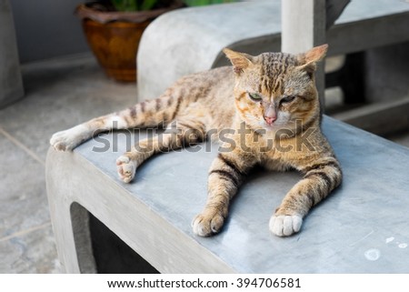 Tiger striped cat laying on concrete bench in small garden
