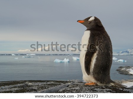 Gentoo penguin standing on the rock, snowy mountains in background, Antarctic Peninsula