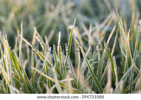   photographed close-up of green plant young wheat in the morning after a frost, a small depth of field