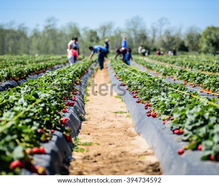 Picking fresh strawberries at farm Royalty-Free Stock Photo #394734592