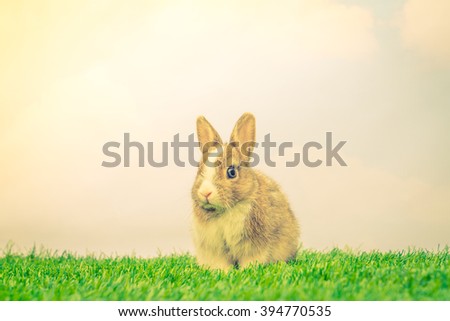 Rabbit on green grass for easter holiday ( Filtered image processed vintage effect. )