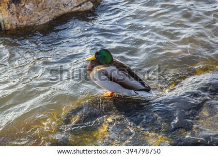 Mallard duck stand on the stone in lake or river with blue water. Birds and animals in wildlife. 