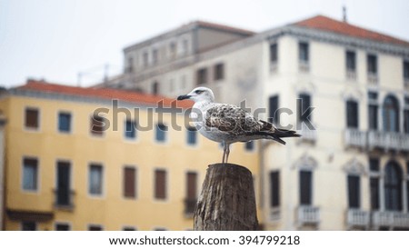 Young seagull in the town of Venezia with buildings behind. Wildlife photography.