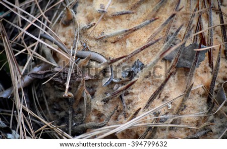 Camouflaged snake