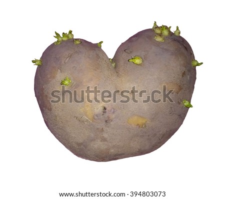 Heart shaped sprouted potato with green buds
