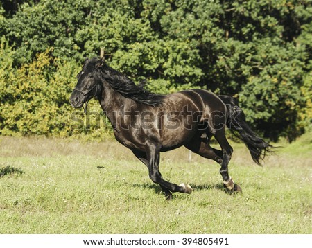 brown horse running on the green grass on a background of trees