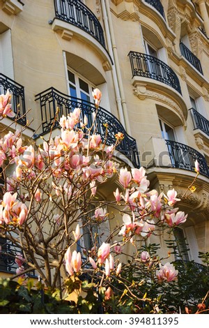 Spring in Paris. Blossoming Magnolia tree and typical Parisian building.