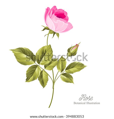 Hand drawn rose isolated over white background. Vector illustration.