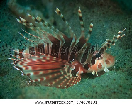 Lionfish Sitting On Bottom, Northern Sulawesi, Indonesia