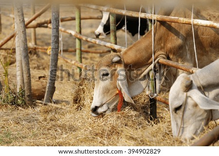 cows at barn stall in farm