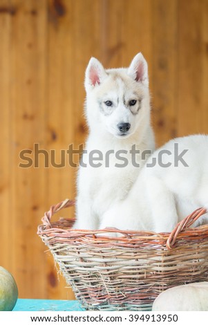 Portrait of a beautiful young Husky closeup