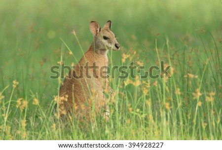 An Australian female Agile Wallaby also known as a river wallaby, sand wallaby or grass wallaby, feeding in tall green grass in the early morning.