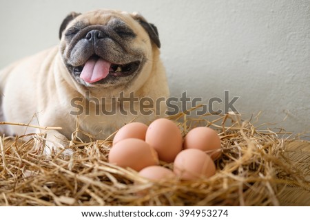 Funny picture , Pug dog give birth eggs on dry grass.(Pug dog laying with eggs on dry grass)
