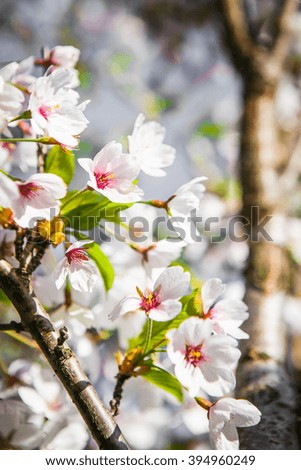 Sakura blossom close-up photography in spring sun light 