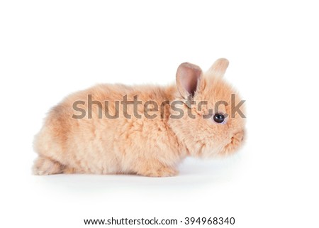 Baby rabbit isolated on a white background