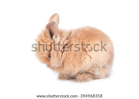Baby rabbit isolated on a white background