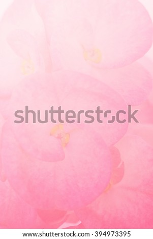 Pink flower in soft focus for background.