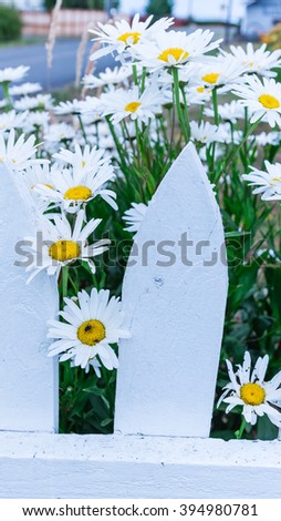 Close-up beautiful daisies flowers blooming at white picket fence in a yard at Sequim, Washington, USA. Daisy in the field, cottage garden. Nature flower background and summer concept. Panoramic style