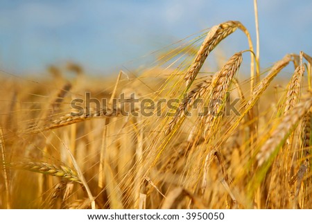 golden wheat in the field with a shallow dof