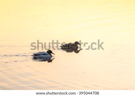 Pair of mallard ducks swimming in lake in golden sunrise light.