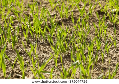  an agricultural field on which grow cereals. Spring. immature cereals