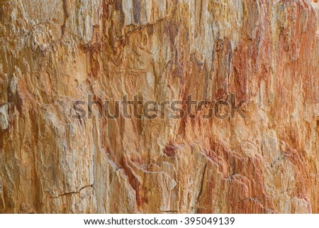 Closeup background texture photo of petrified ancient wood changing into stone by nature